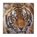 Suche nach großes mit augen fliesen Katze