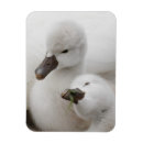 Suche nach stumm magnete Schwan