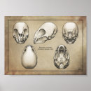 Suche nach säugetiere poster Schädel