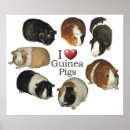 Suche nach guinea pig poster Animals