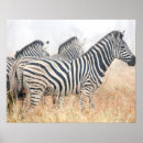 Suche nach zebras poster Horizontal