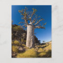 Suche nach kimberley Landschaft