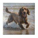 Suche nach spaniel fliesen Hund
