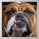Suche nach bulldogge poster Für alle