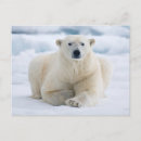 Suche nach eisbär Tier