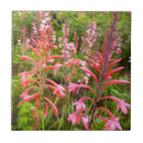 Suche nach fokus fliesen Frische