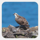 Suche nach osprey aufkleber Natur