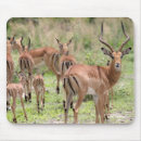 Suche nach tierfotos mousepads Wildtiere