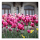 Suche nach bunte tulpen poster Rosa