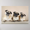 Suche nach drei hunde poster Niedlich