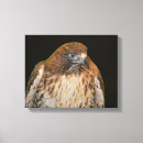 Suche nach falken leinwandbilder Raubvogel