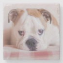 Suche nach englische bulldoggen untersetzer Welpe