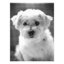 Suche nach keuchen poster Niedlich