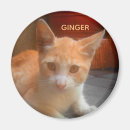 Suche nach tabby magnete Lustig