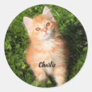 Suche nach fluffy aufkleber Haustier