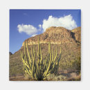 Suche nach organ magnete Arizona