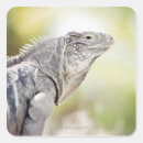 Suche nach leguane aufkleber Reptil