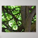 Suche nach wisteria poster Natur