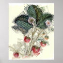 Suche nach vintage erdbeeren poster Retro