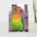 Suche nach parakeet karten Foto