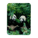 Suche nach der bambus magnete Panda