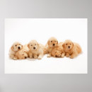 Suche nach golden retriever poster Gelbretter