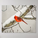 Suche nach roter vogel poster Schnee