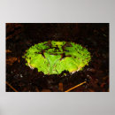 Suche nach suriname poster Frosch