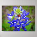 Suche nach texas bluebonnet poster Jede person
