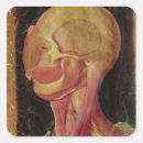 Suche nach anatomischer aufkleber Anatomie