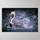 Suche nach pelican poster Braunpelikan