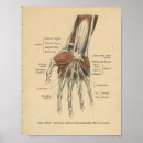 Suche nach für das handgelenk poster Anatomie