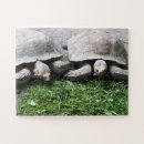 Suche nach schildkröten puzzle Für kinder