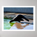 Suche nach seelöwen poster Natur