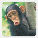 Suche nach chimpanzee aufkleber Niedlich