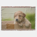 Suche nach goldene retriever decken Hund