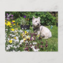 Suche nach westie postkarten Terrier