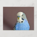 Suche nach parakeet postkarten Papagei