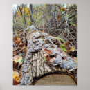 Suche nach baumstämme poster Fotografie