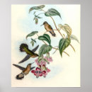 Suche nach gould poster Vögel