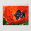 Suche nach orientale postkarten Blume