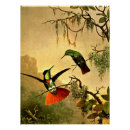 Suche nach kolibris poster Martin johnson heade