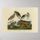 Suche nach audubon poster Darstellung
