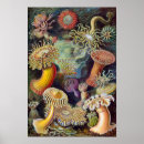Suche nach actiniae poster Ernhaeckel
