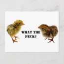 Suche nach chicken postkarten Küken