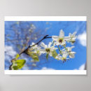 Suche nach pear poster Baum