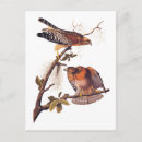 Suche nach bird of prey postkarten Raubvogel