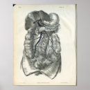 Suche nach adern Anatomie