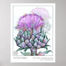 Suche nach artichoke poster Artischocke