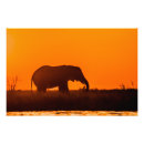 Suche nach elefant silhouette poster Sonnenuntergang